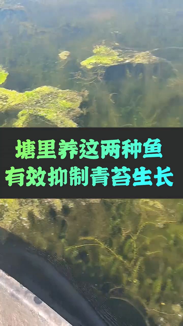 养这两种鱼有效抑制青苔生长