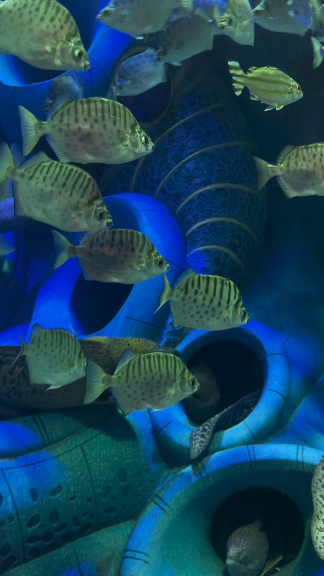 整理一下在三亚亚特兰蒂斯水族馆拍摄的视频,再次欣赏一下各种各样的海水鱼