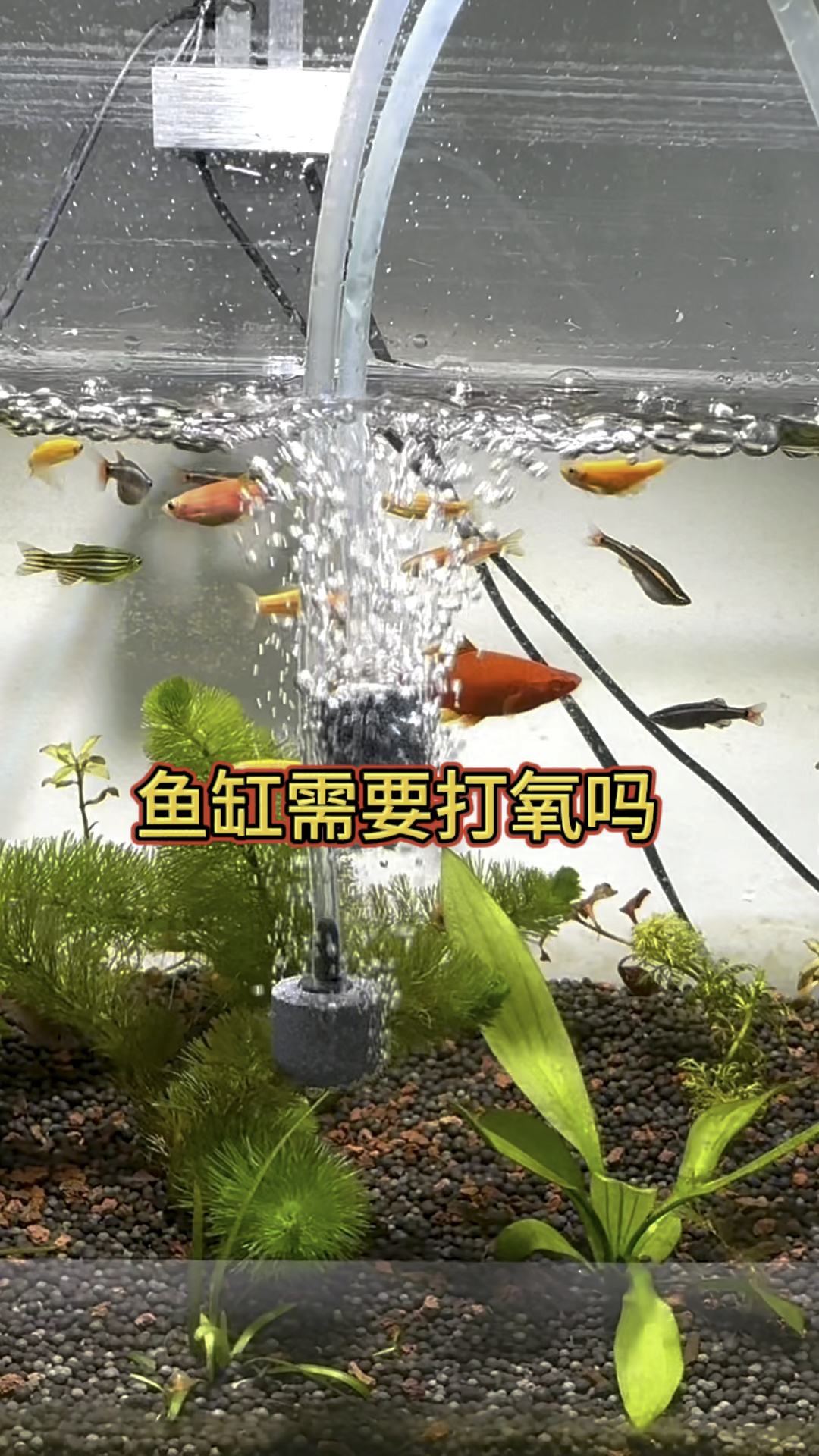 鱼缸需要打氧气吗,有条件的能打氧就打氧。#水族 #观赏鱼 #养鱼日记