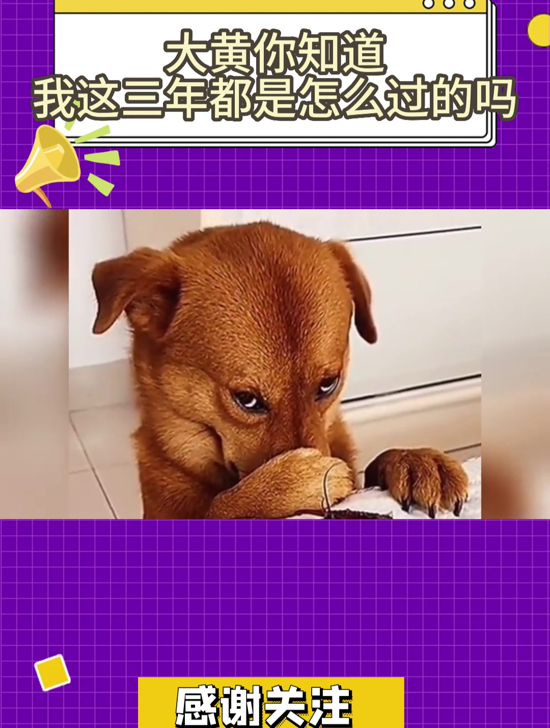 大黄你知道我这三年都是怎么过的吗