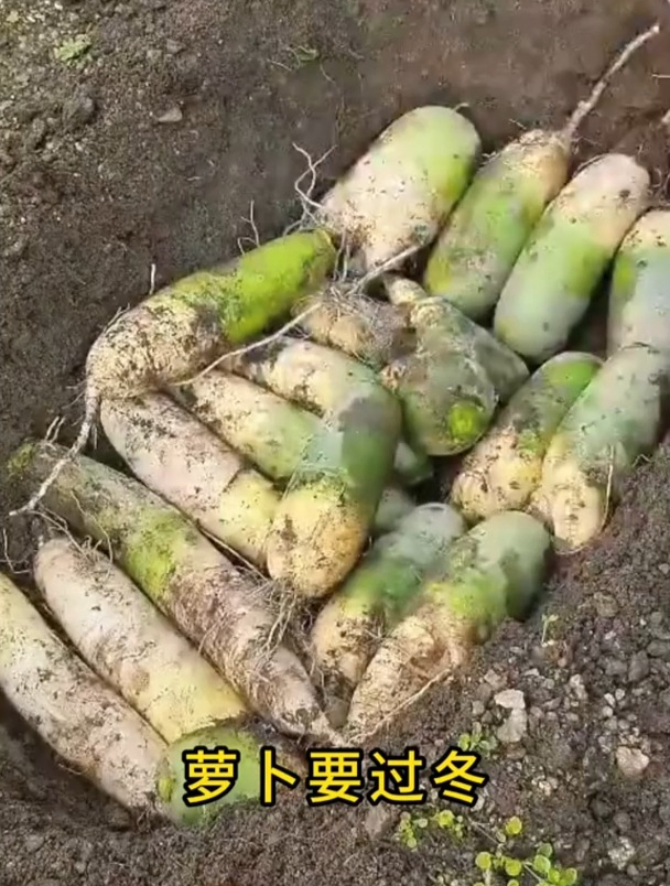 24节气种菜口诀,一年四季都能用上!