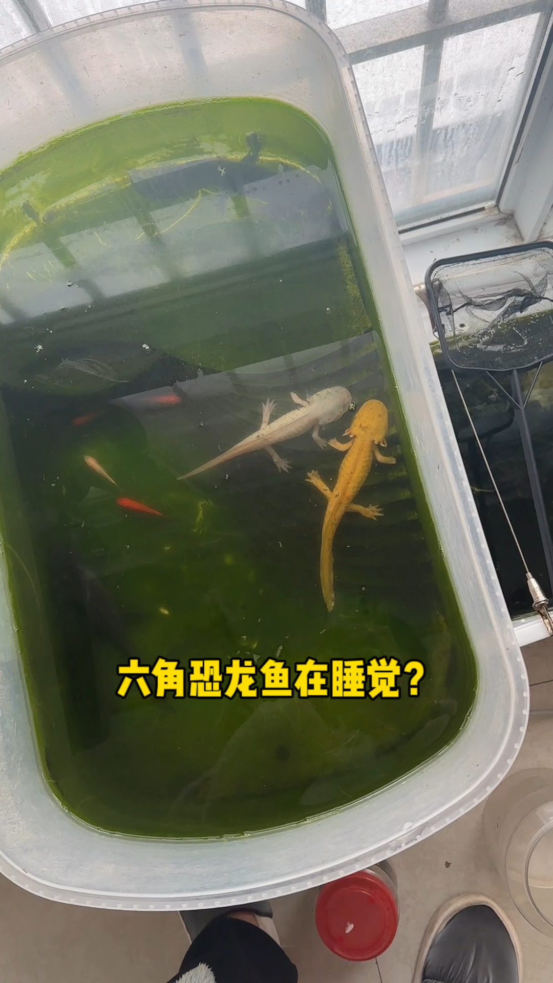 六角恐龙鱼可能是在睡觉吧