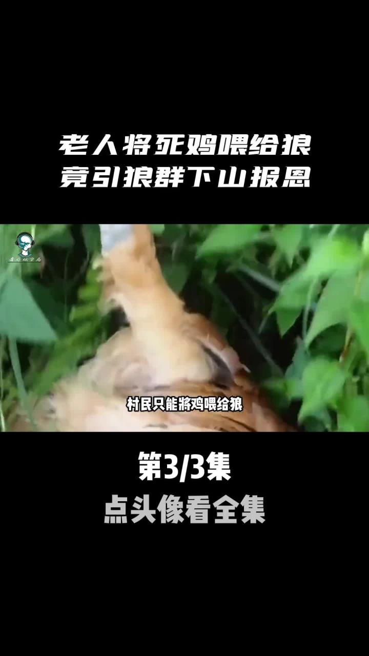 养场惨遭祸害,老人将死鸡喂给狼,竟引来狼群再次下山?
