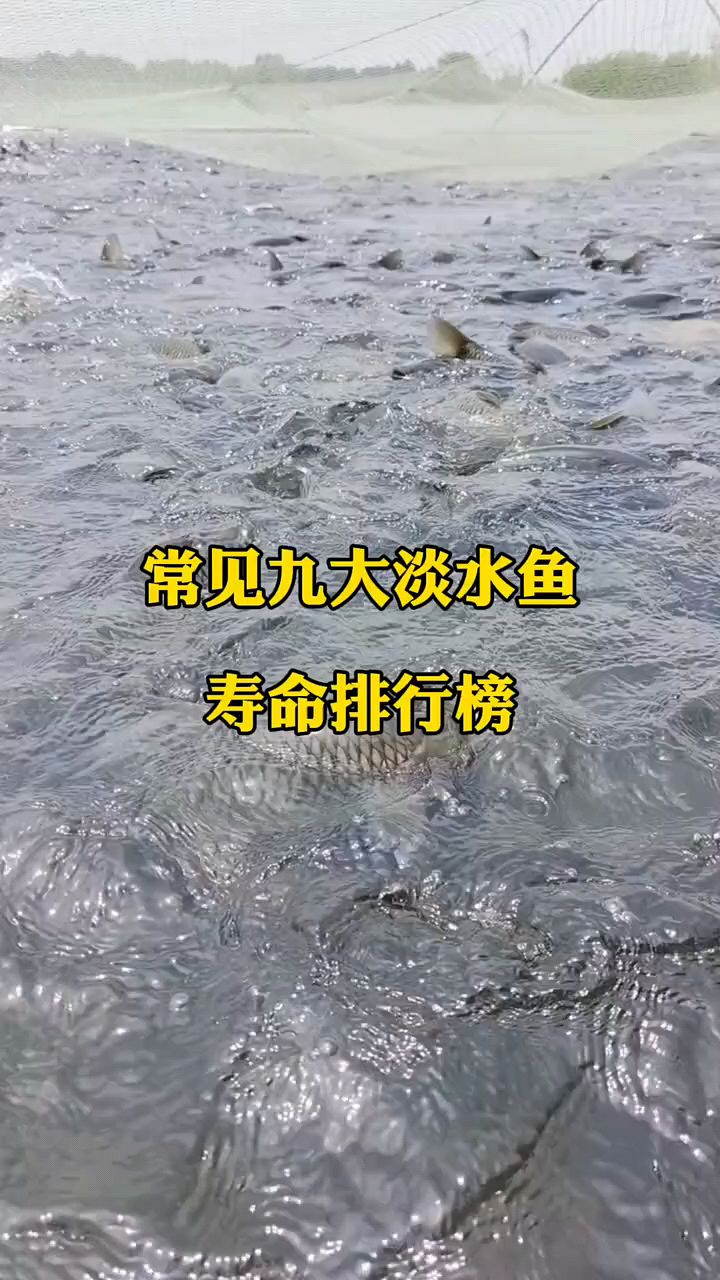 常见九大淡水鱼寿命排行