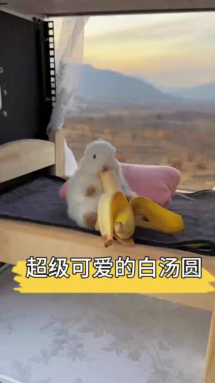 超级可爱的白汤圆