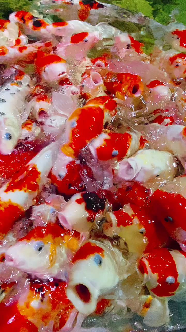 年年有鱼,恭喜发财