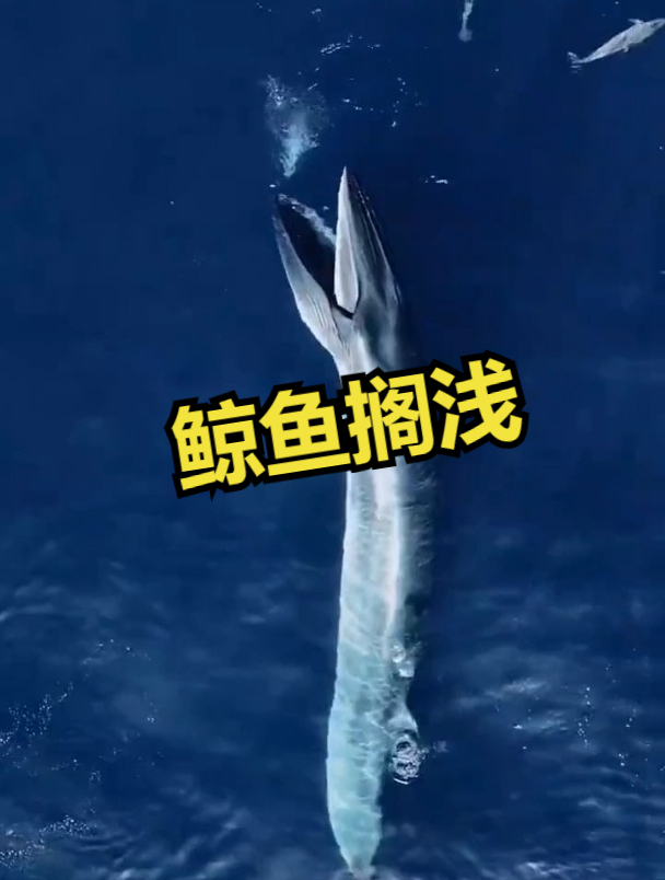 关于鲸鱼的秘密!