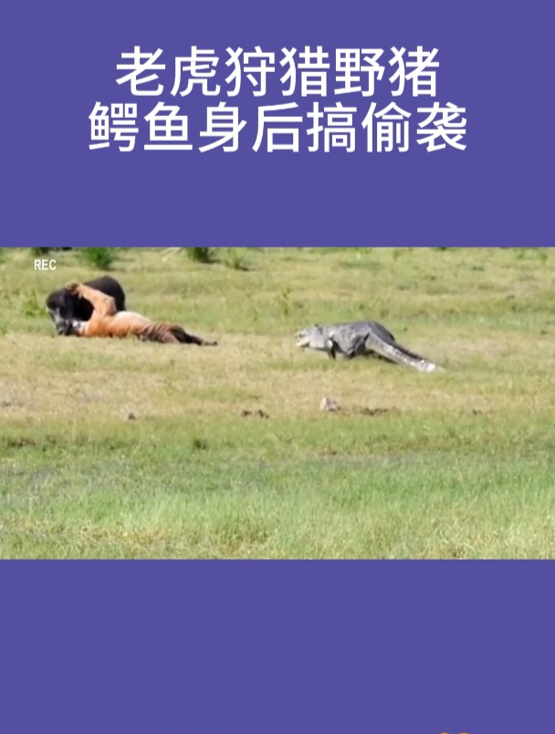 老虎狩猎野猪鳄鱼身后搞偷袭!
