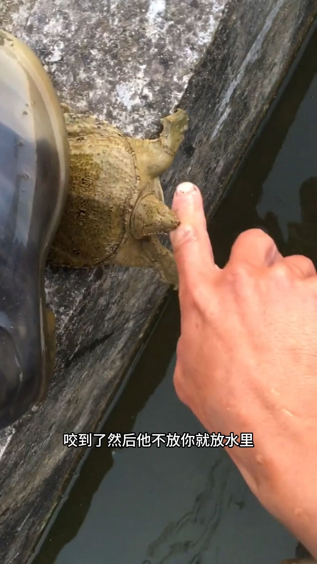 不小心甲鱼咬住怎么办?专业示范请勿模仿!甲鱼