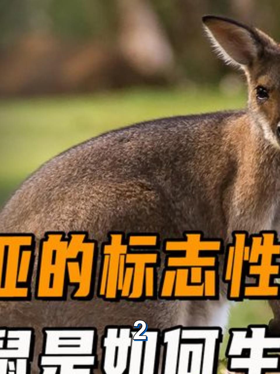 袋鼠外貌特征揭秘,奇特身体结构与适应环境的进化奇迹2