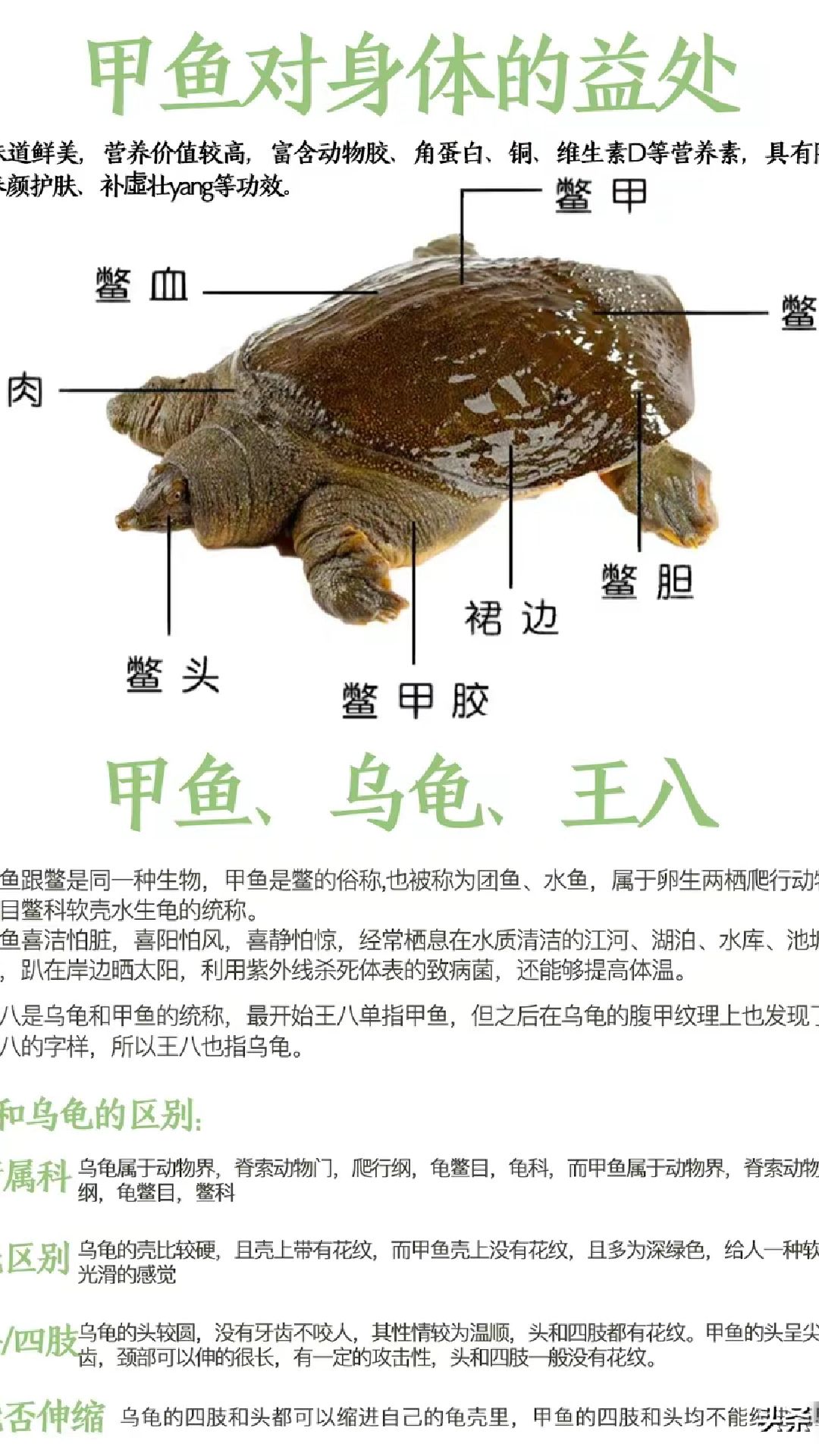 常见的甲鱼种类及做法