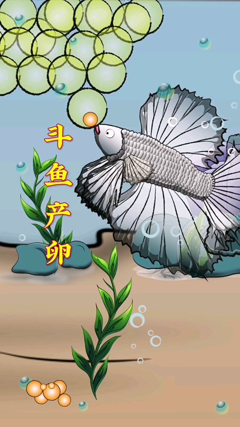 你知道吗?斗鱼的卵是在泡泡里完成孵化的!