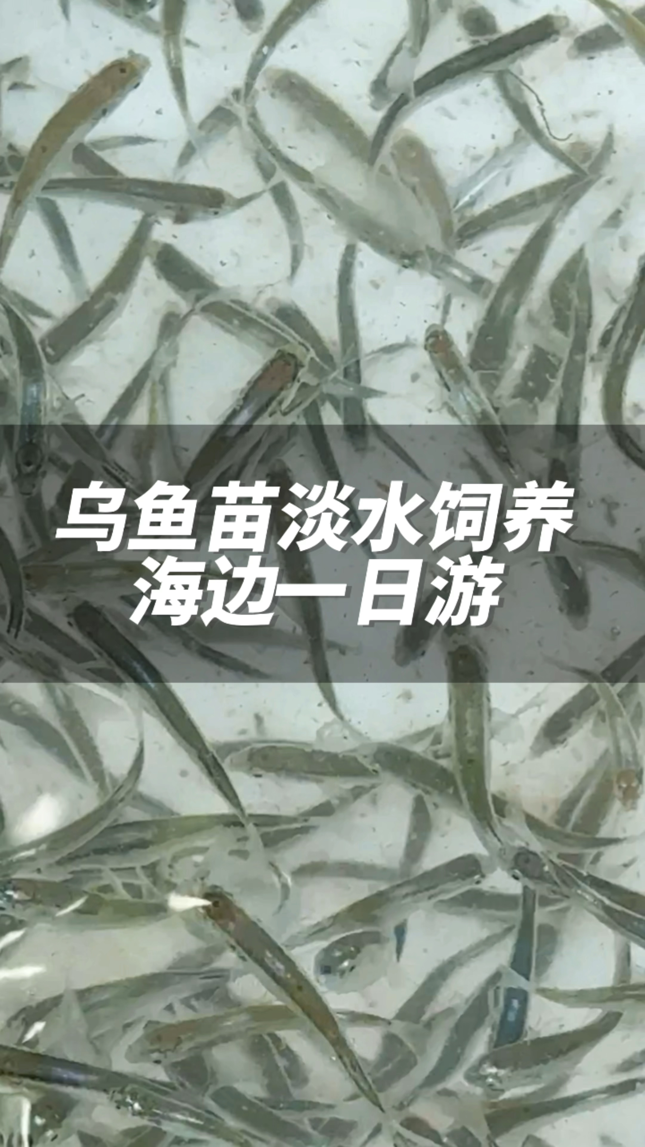 原来海边咸水的乌鱼苗可以转水到淡水里饲养长大