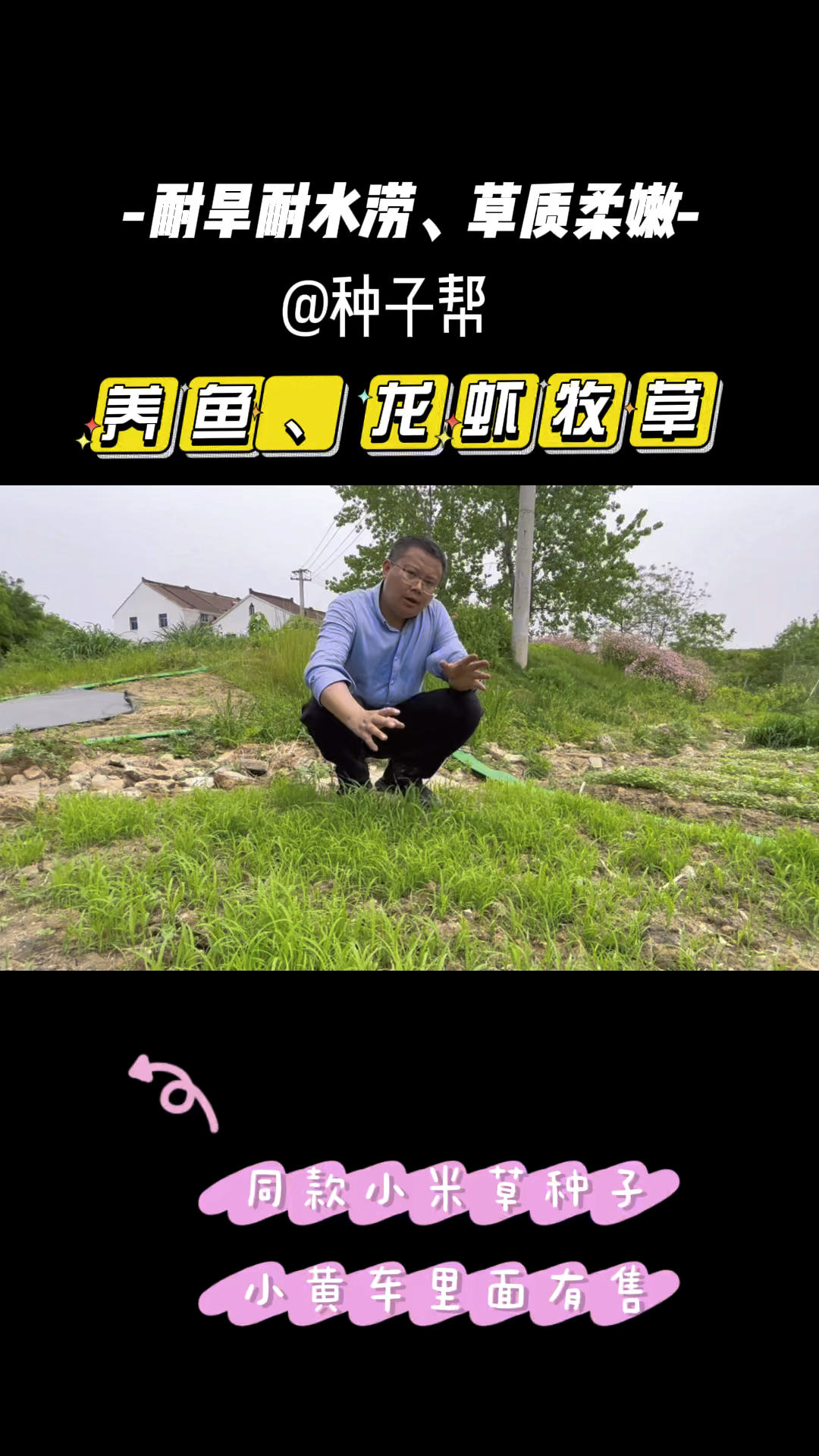 适合刚放养的鱼、虾牧草,小米草生长快、草质好,一个月就能收割,耐旱又耐涝