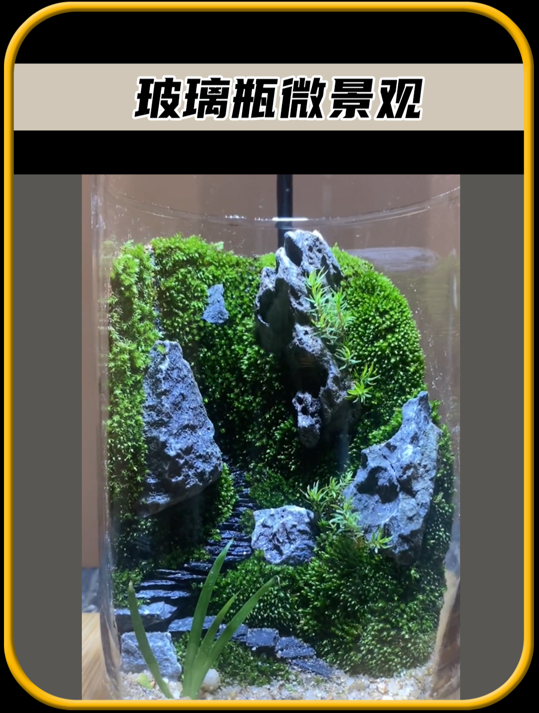 你敢相信吗,这样的微景观,居然是这样做的