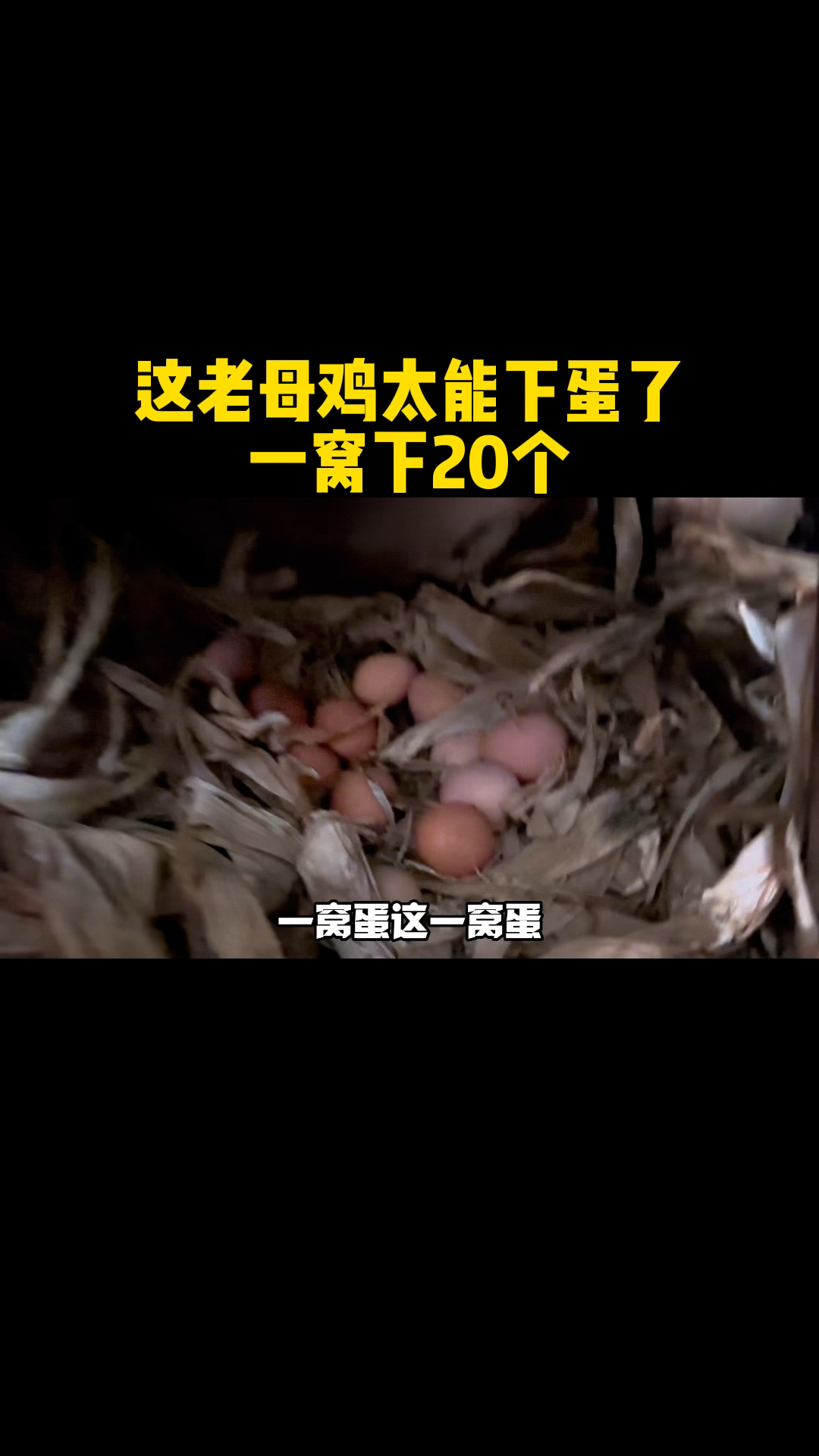 这老母鸡太能下蛋了,一窝下20个蛋