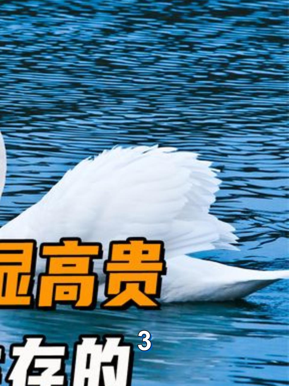 雪白的羽毛备显高贵,备受人们喜爱,天鹅是如何生存的3