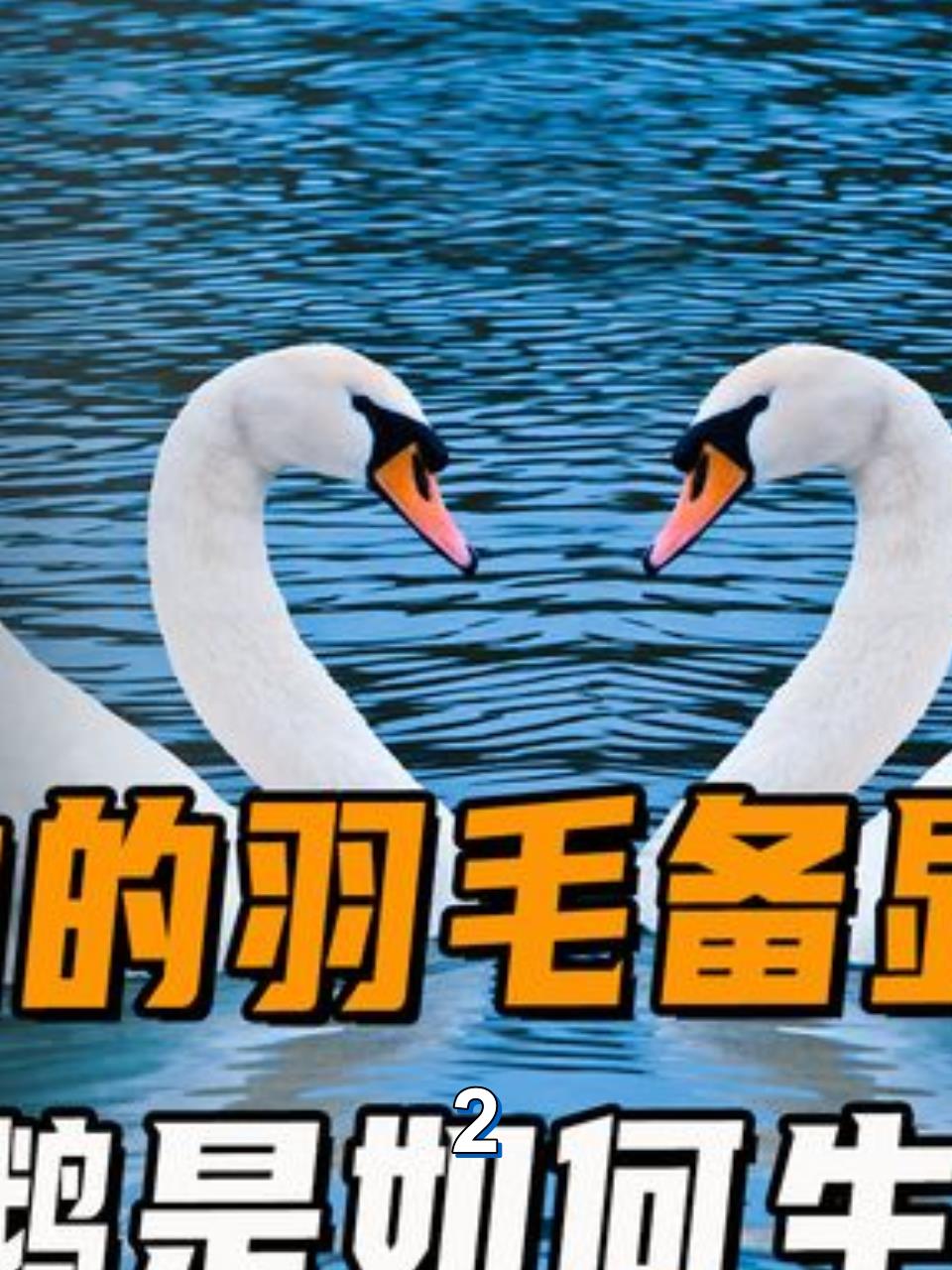 雪白的羽毛备显高贵,备受人们喜爱,天鹅是如何生存的2