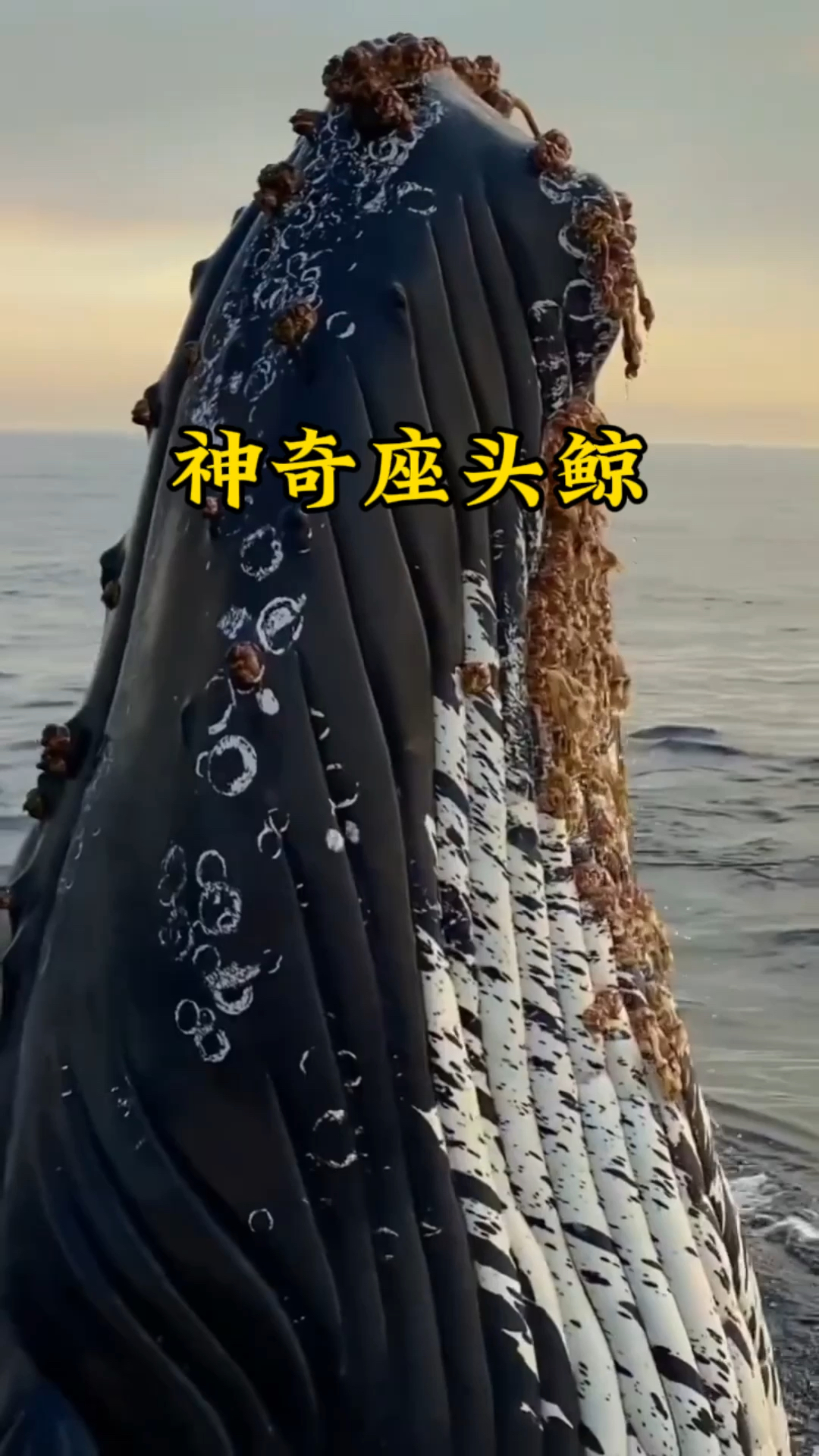 海洋座头鲸实在是震撼至极,一口吞掉鱼儿两百斤