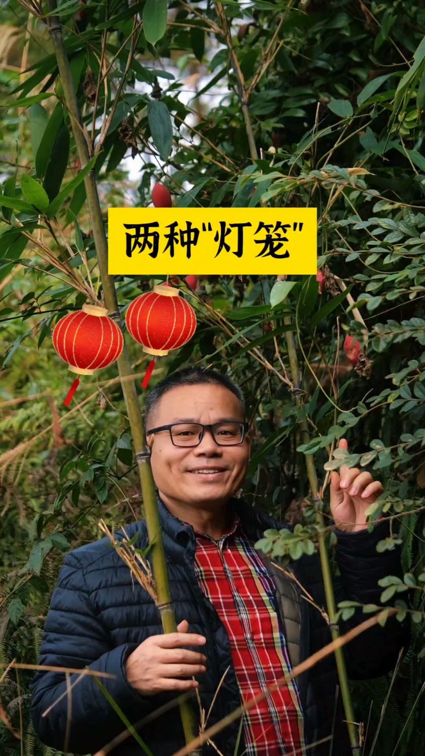 哪些植物的果实长得像灯笼?