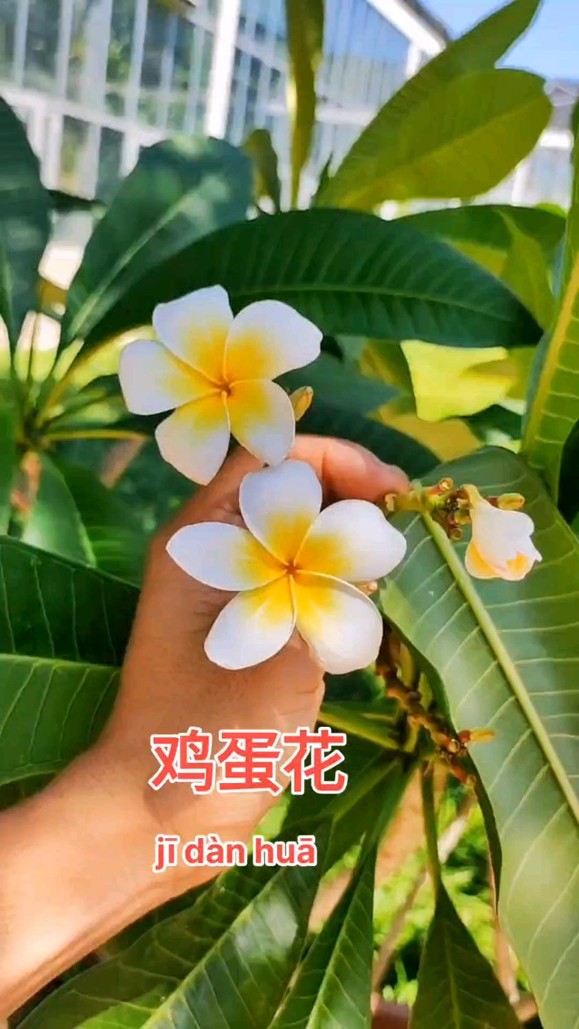 鸡蛋花:夹竹桃科植物