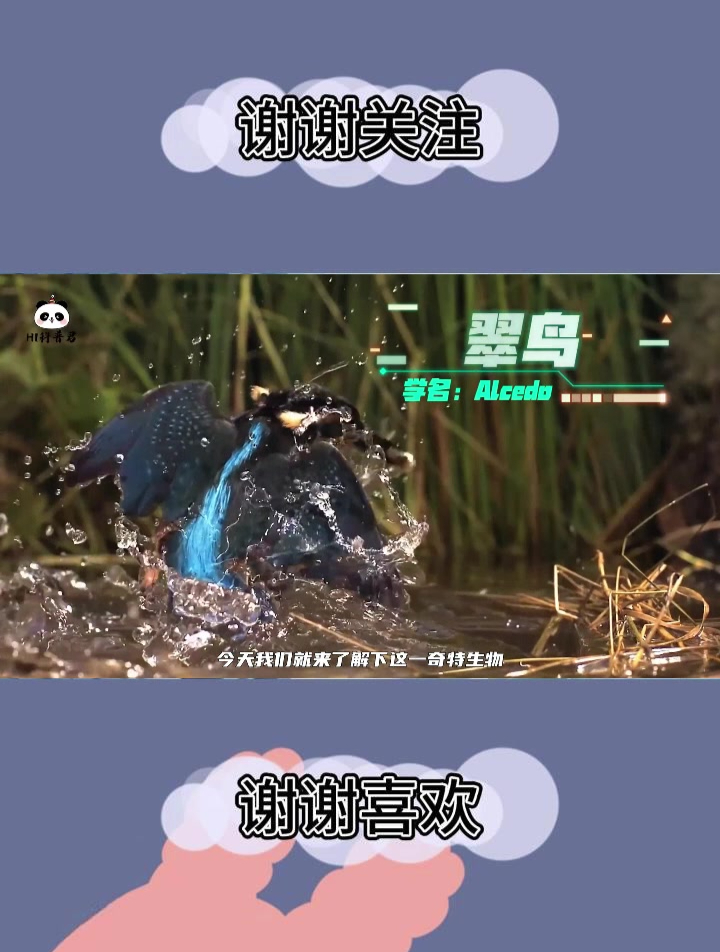 翠鸟硬核捕鱼从不失手,吃鱼还要敲晕再吃