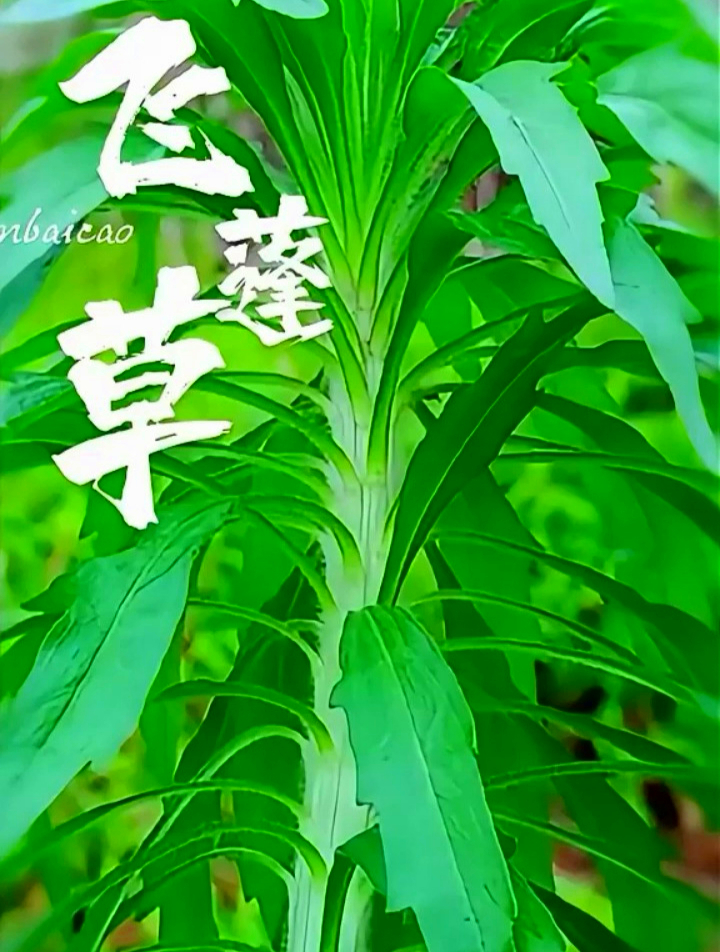 长得像鸡毛掸子的草,你认识吗?一起来了解大名鼎鼎的飞蓬草!