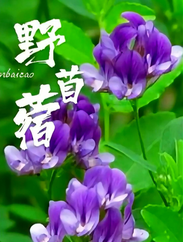 农村餐桌上最常见的野菜,吃过的人都说好!野苜蓿你认识吗?