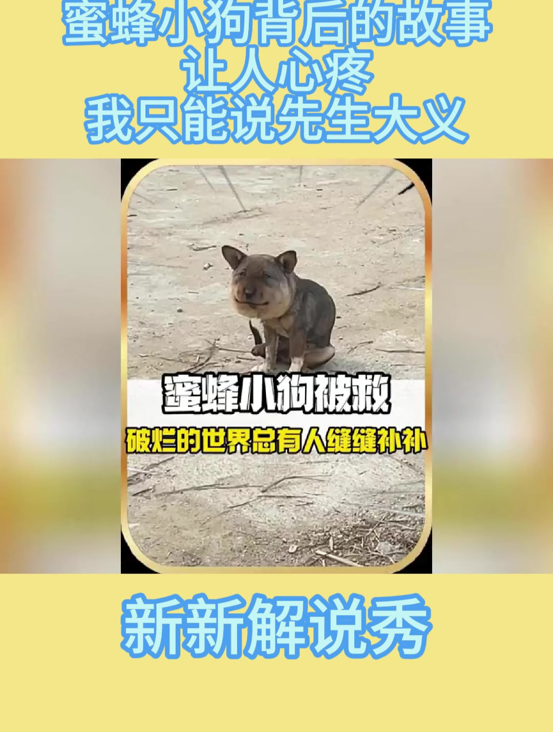 蜜蜂小狗背后的故事,让人心疼,我只能说先生大义