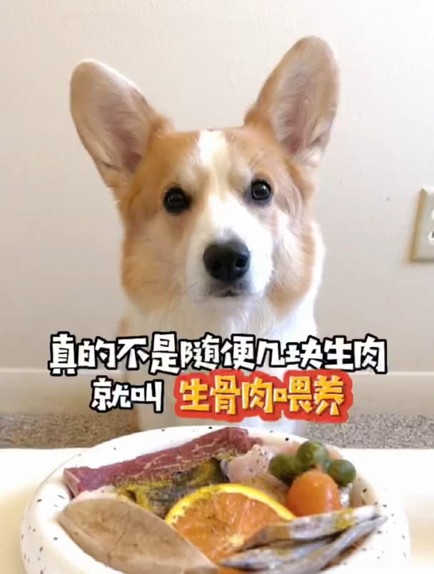 聊聊生骨肉配比,科学喂养真的没有捷径可走