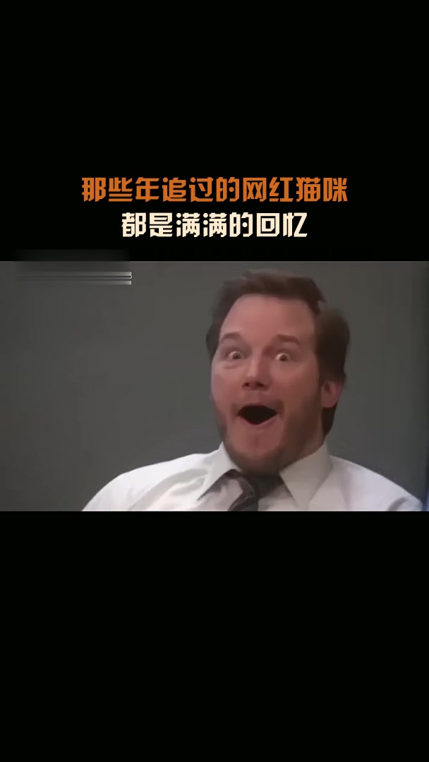 那些年追过的网红猫咪,都是满满的回忆
