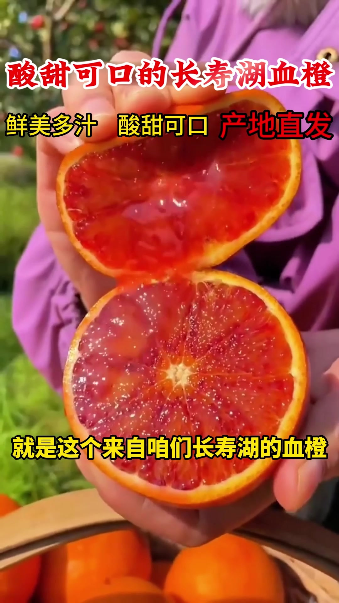 果肉饱满:天然有机长寿湖血橙,让你尽享自然健康美味