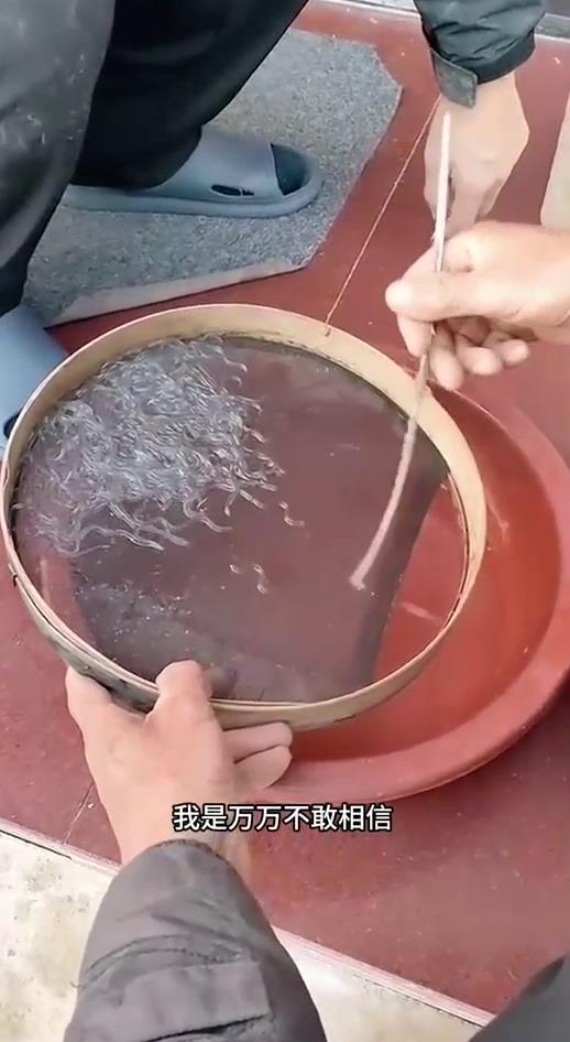 分拣透明小鱼,这是什么品种呢?