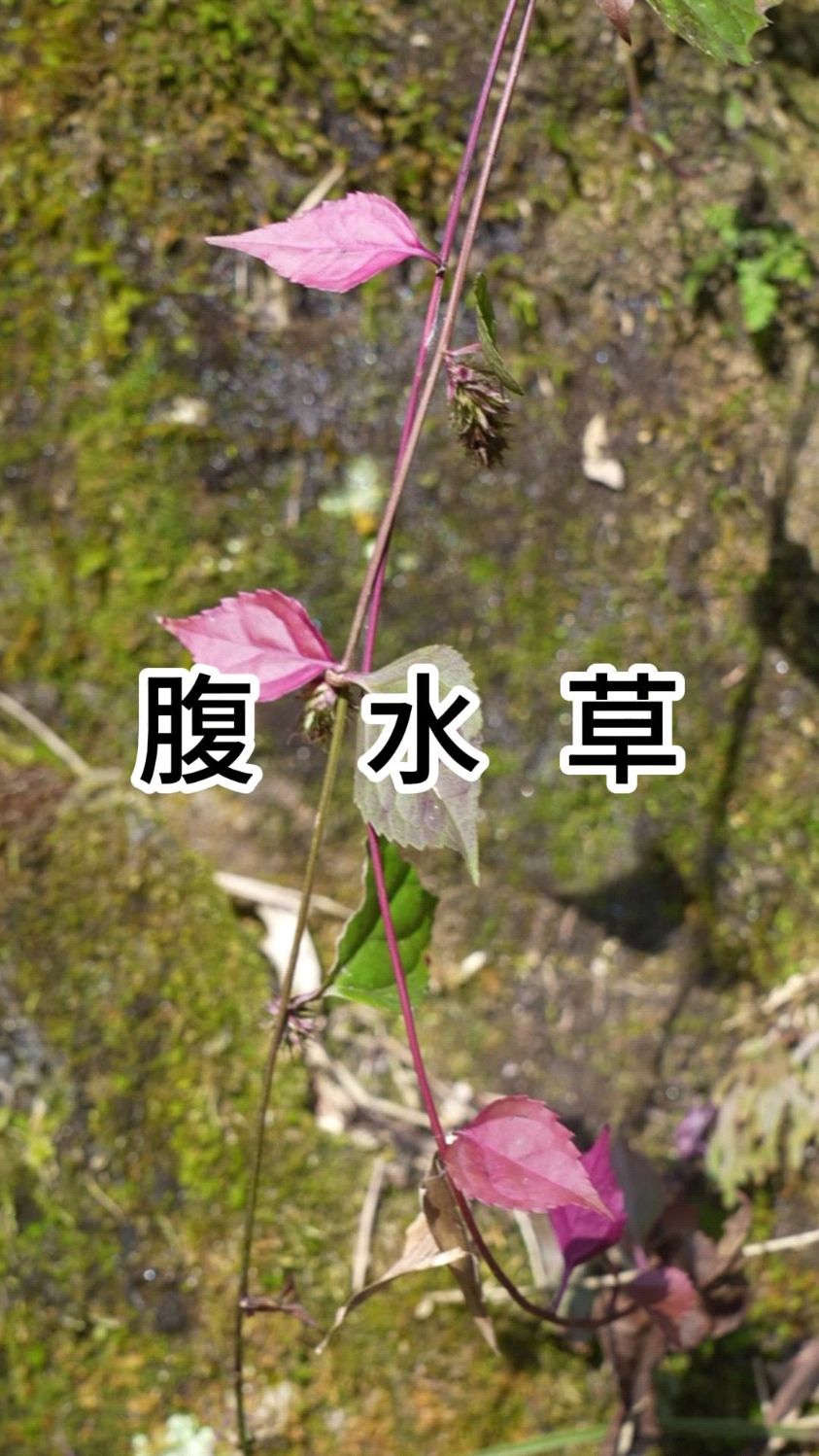 两头都长根的植物就是它,腹水草!别看味道不喜欢能力却不一般 #三农 #植物科普