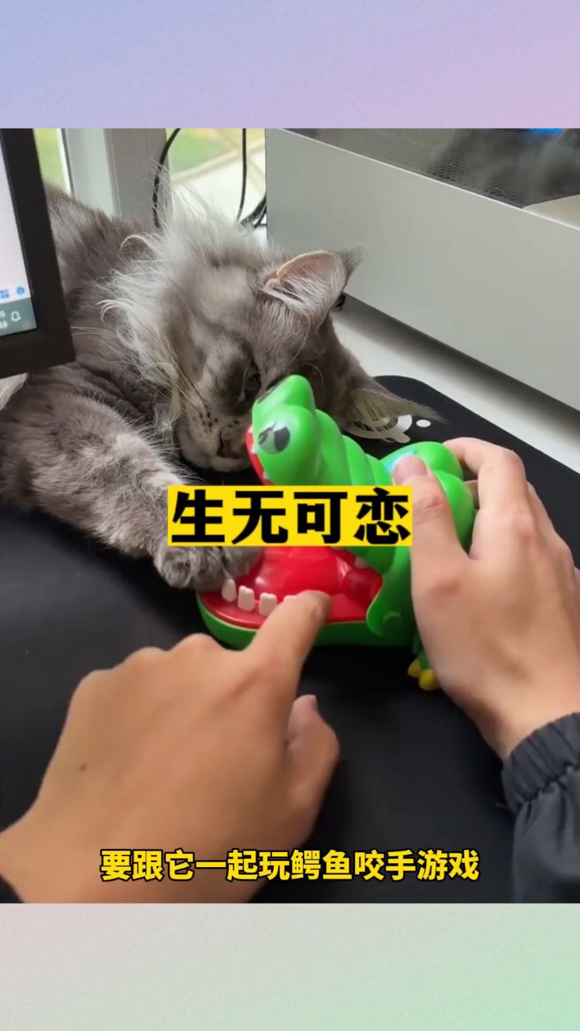 没反应的猫咪