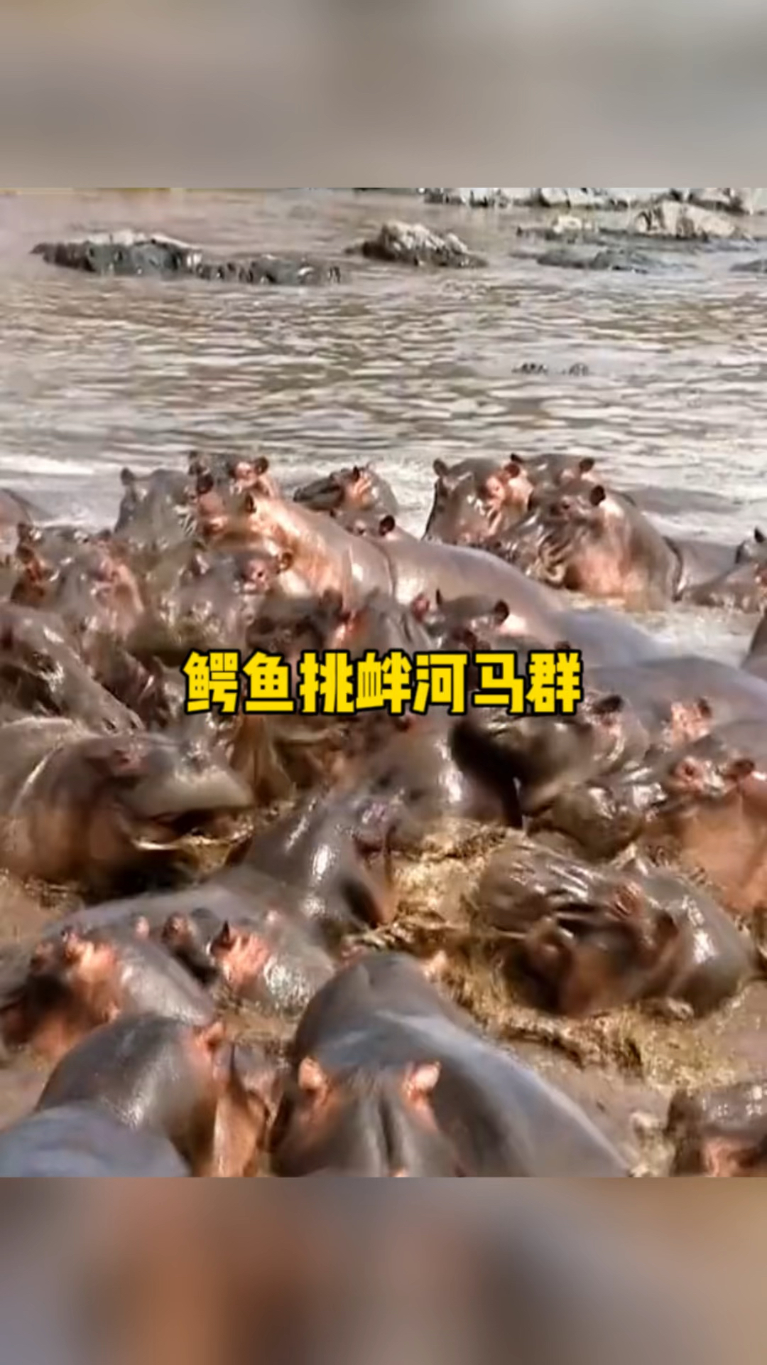 鳄鱼一口咬住了小河马