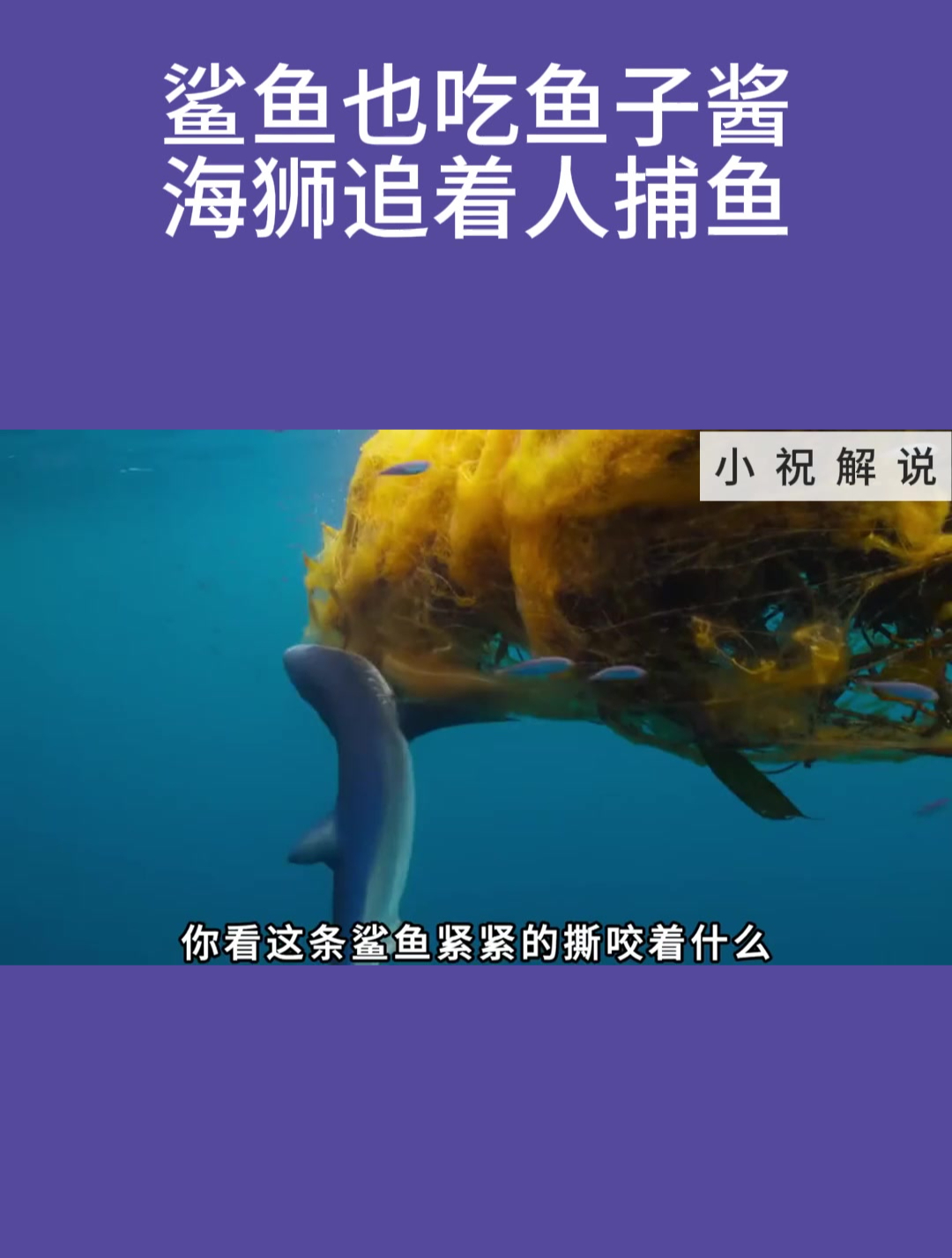 鲨鱼也吃鱼子酱!海狮追着人捕鱼!