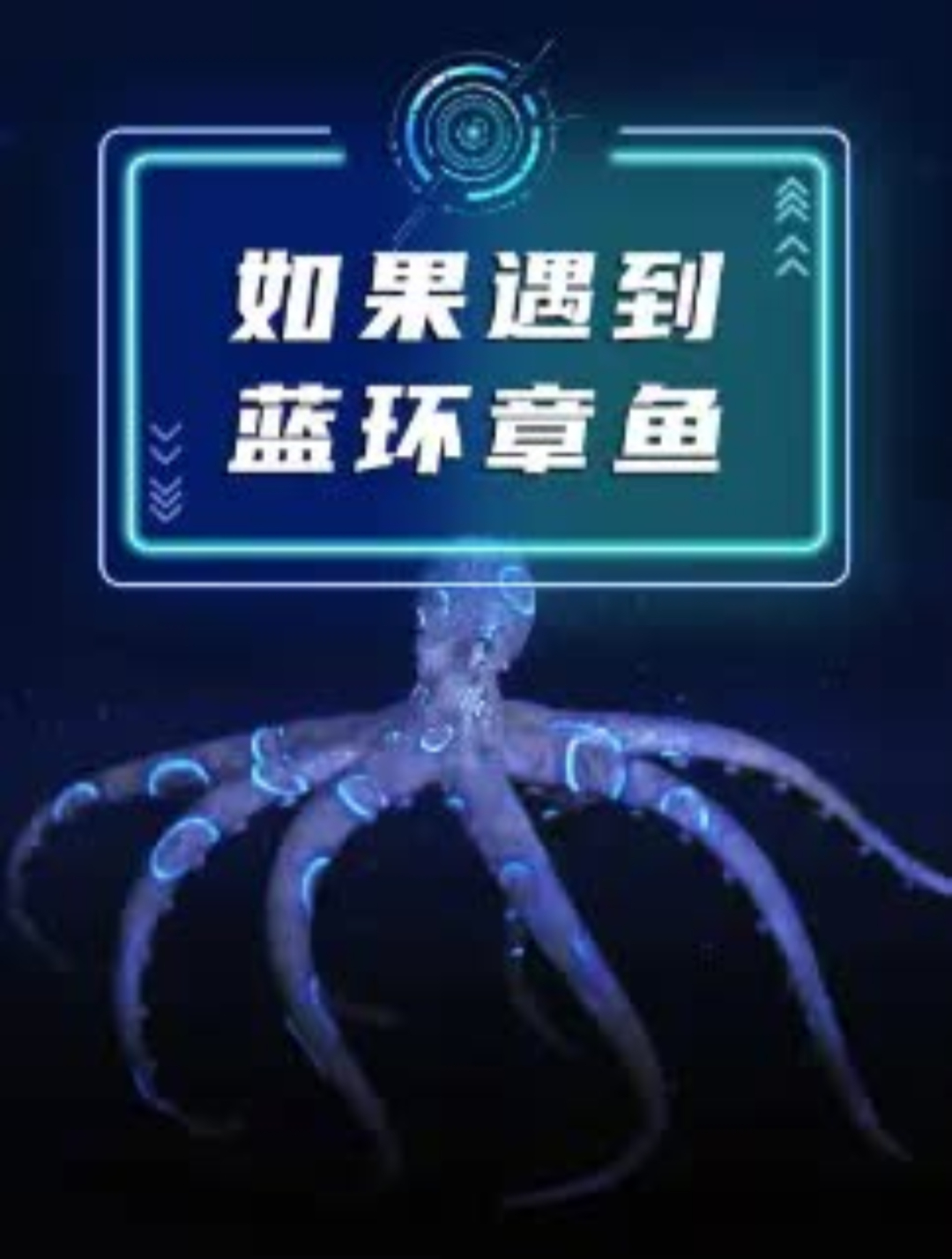 蓝环章鱼是最毒的生物之一