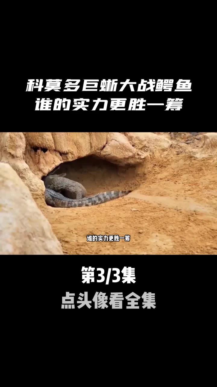 爬行动物的巅峰对决,大战鳄鱼 (1)