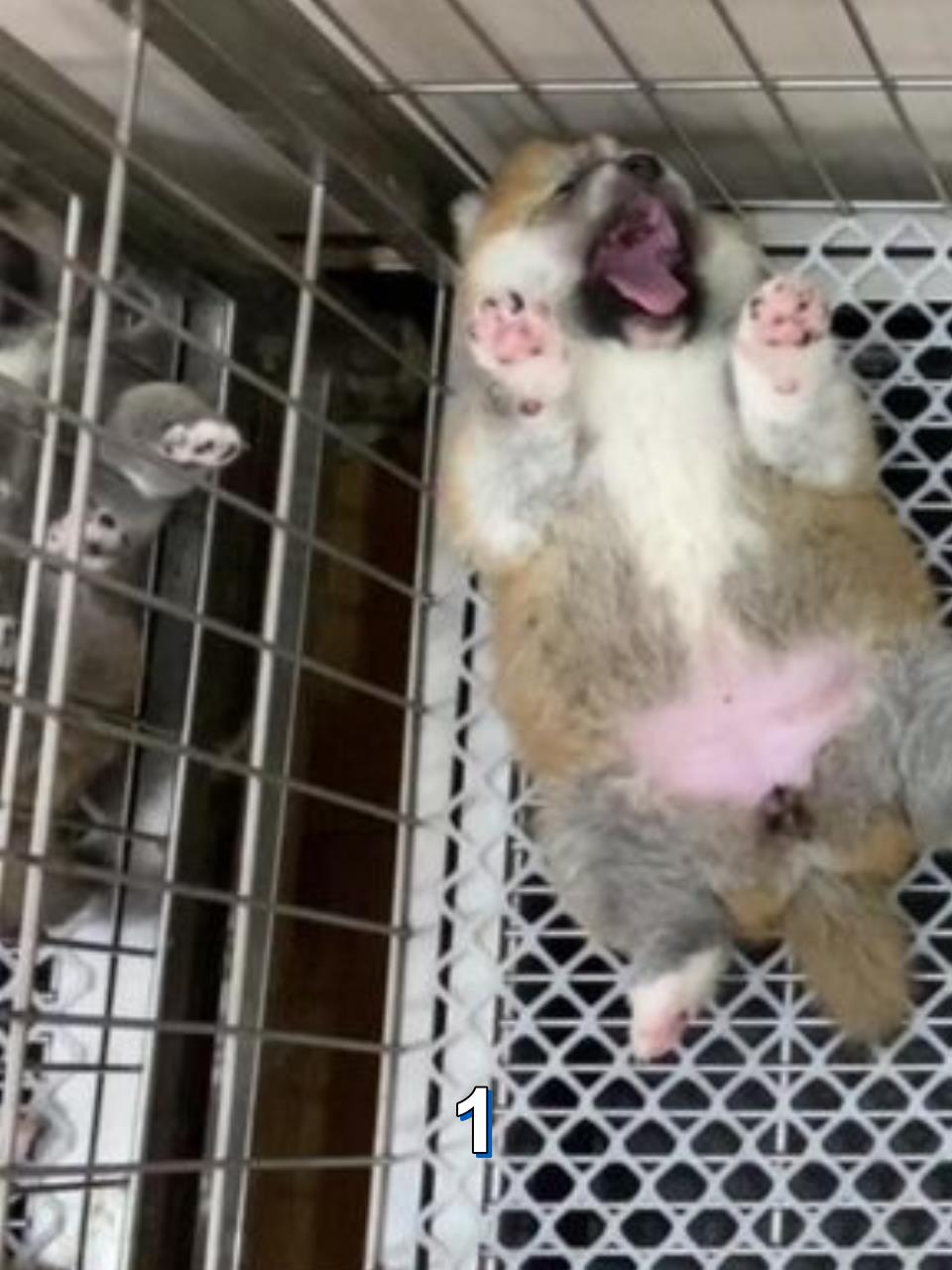 萌翻全场!脾气大的小猫咪吃奶大战,你敢信?1