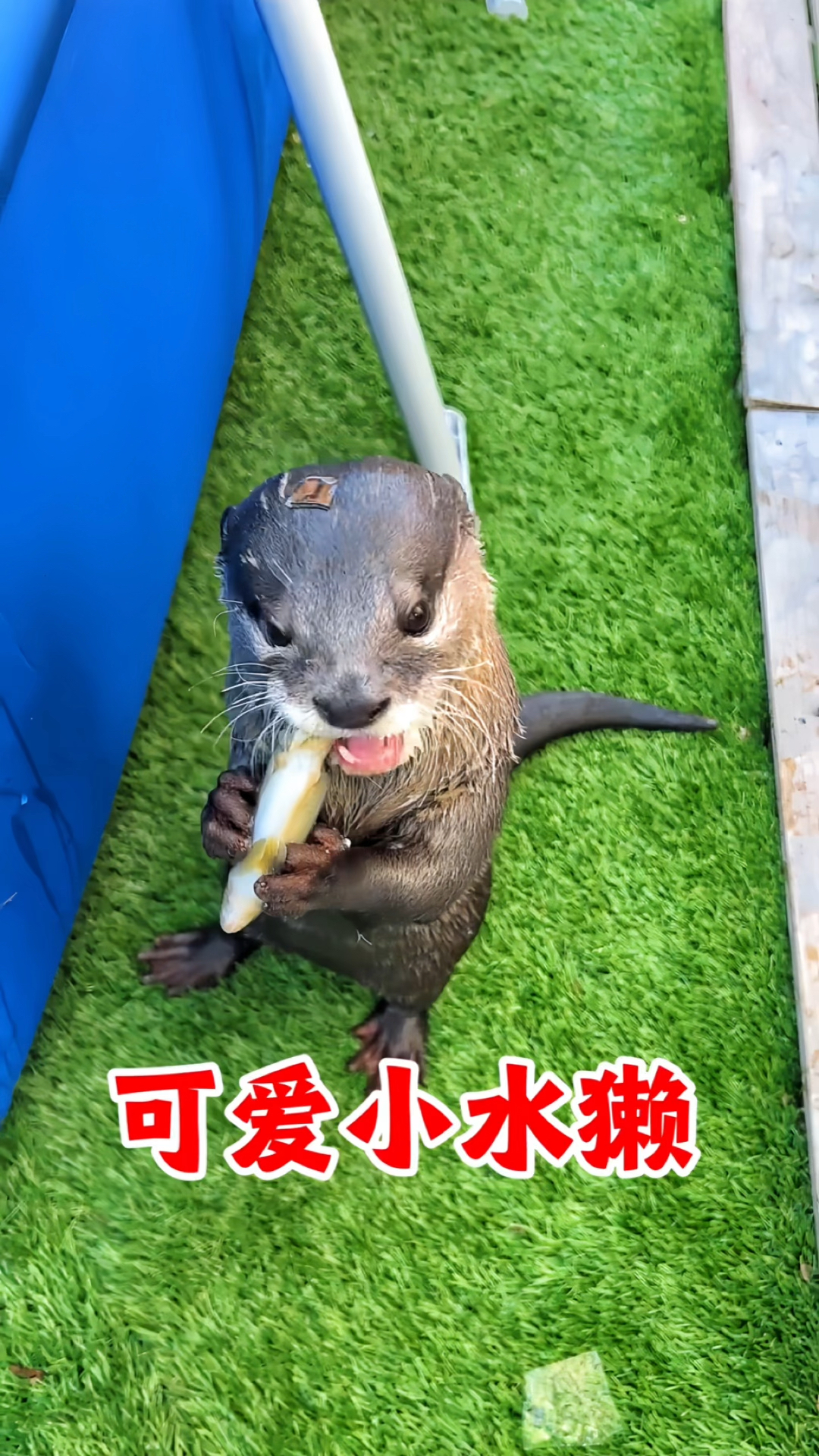 你见过水獭吃鱼吗,真是太可爱了