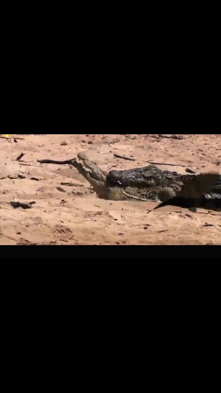 蛇头鱼入侵美国泛滥成灾,极品美食境外遭嫌弃,需颁布法律猎杀!