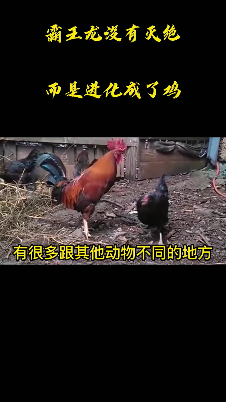 霸王龙没有灭绝,而是进化成了鸡?细说鸡身上的“恐龙基因”