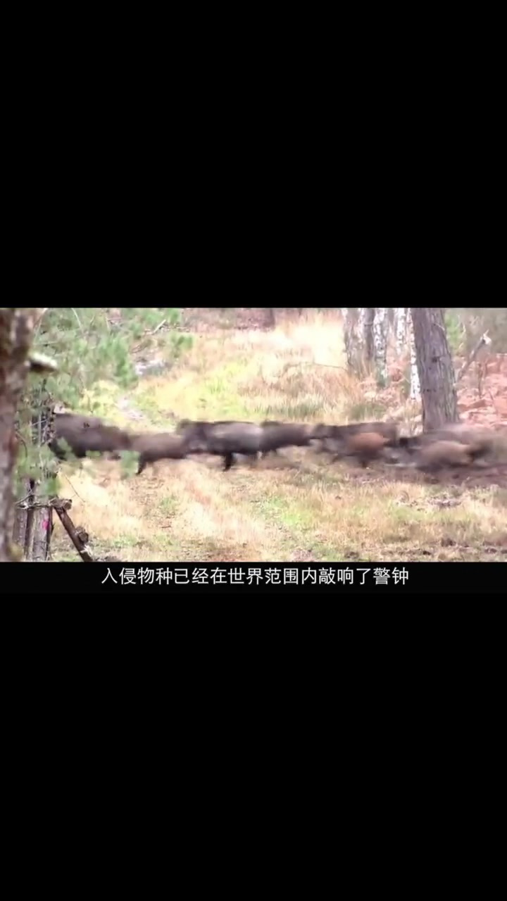 蛇头鱼入侵美国泛滥成灾,极品美食境外遭嫌弃,需颁布法律猎杀!