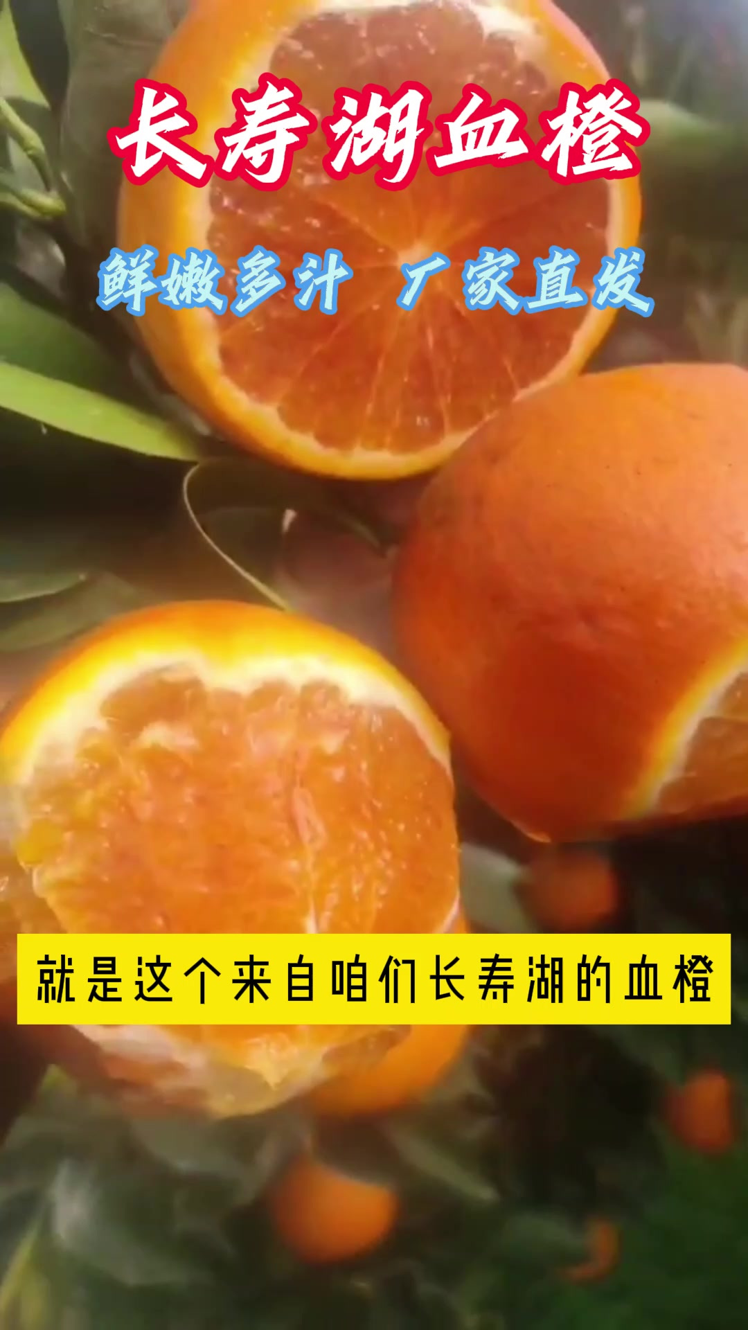 新鲜直达,果肉饱满的长寿湖血橙等你品尝!