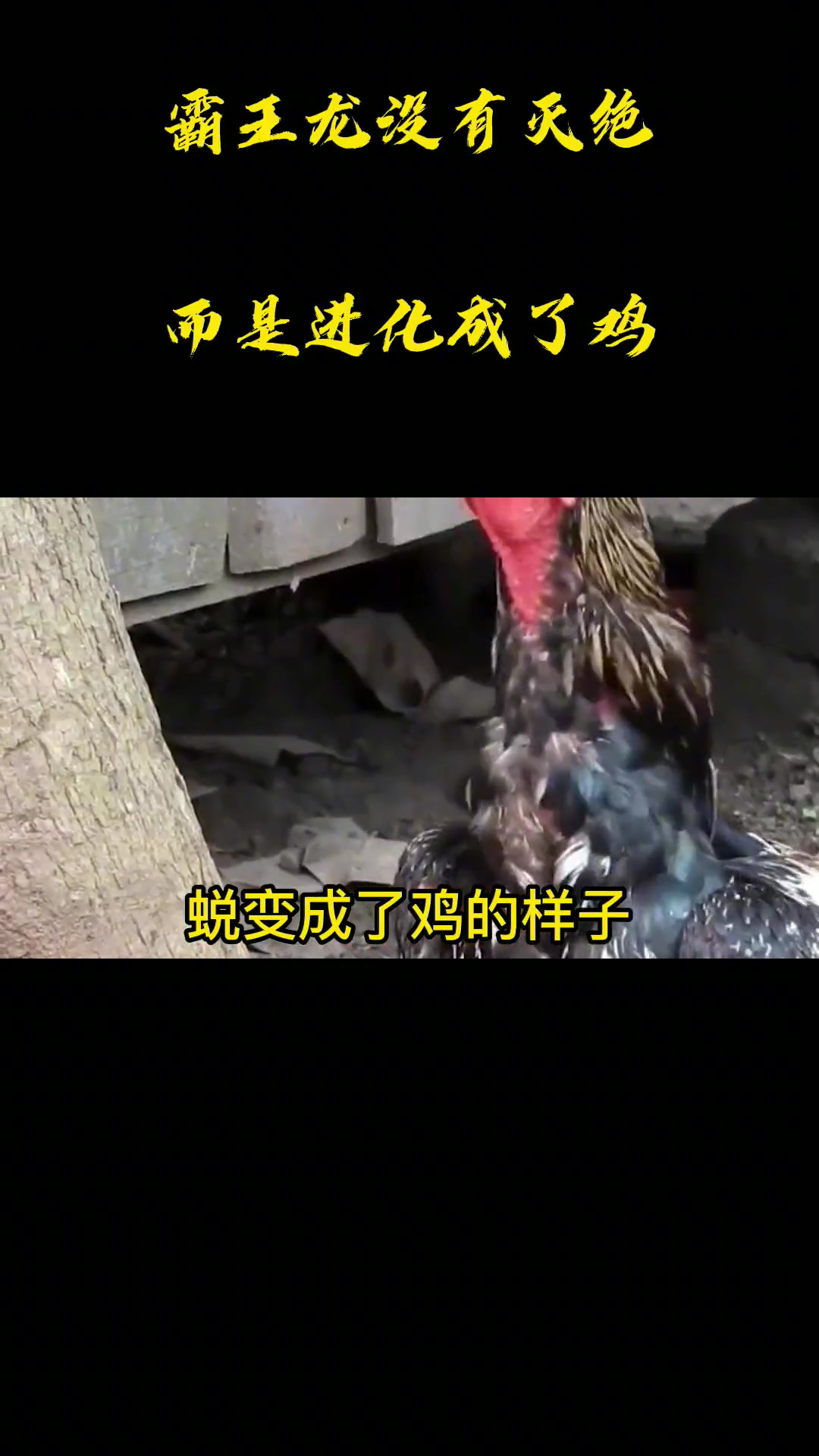 霸王龙没有灭绝,而是进化成了鸡?细说鸡身上的“恐龙基因”