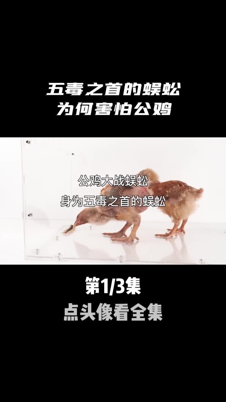 身为五毒之首的,为何害怕大公鸡?(3)