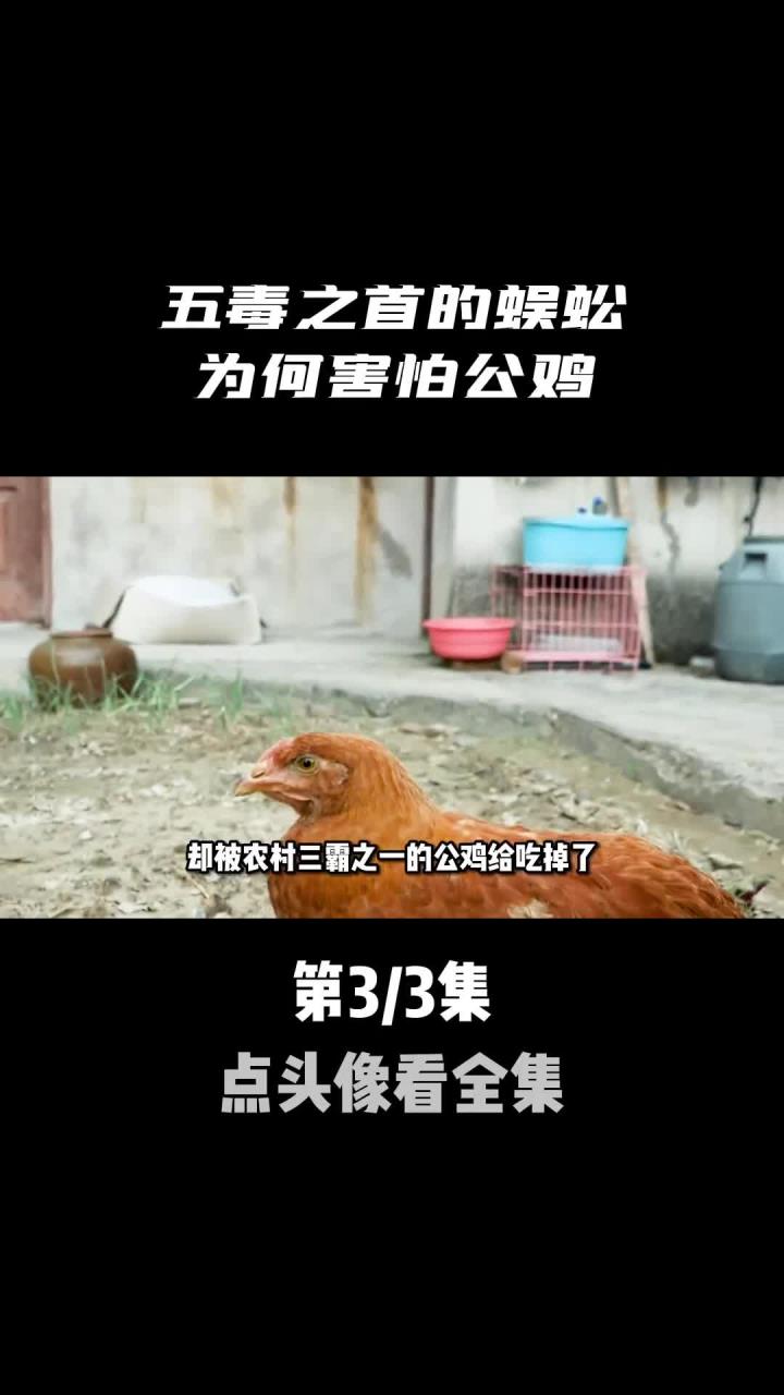身为五毒之首的,为何害怕大公鸡?(1)