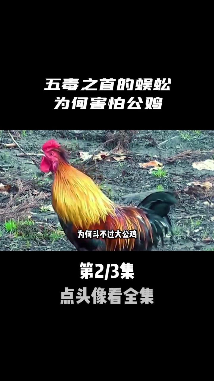 身为五毒之首的,为何害怕大公鸡?(2)