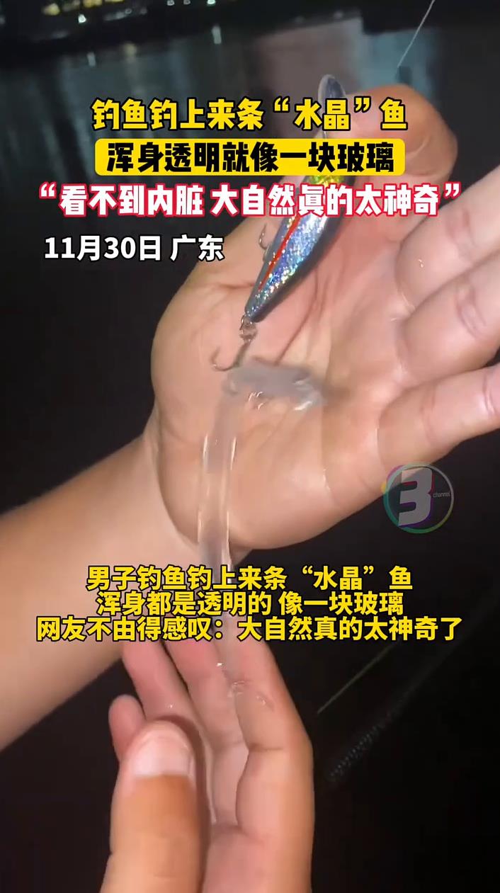 男子钓鱼钓上来条“水晶鱼”,浑身透明就像一块玻璃